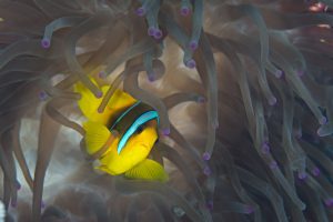 Performing (Amphiprion clarkii)